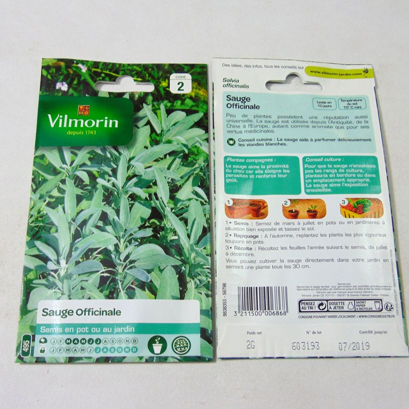 Exemple de spécimen de Sauge officinale - Vilmorin Graines tel que livré
