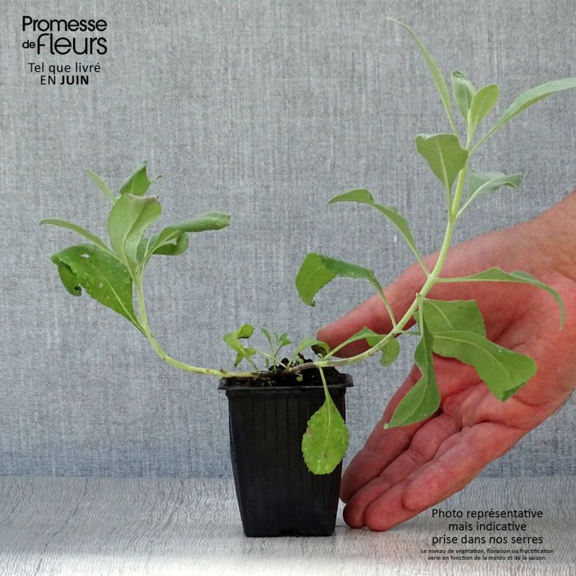 Spécimen de Sauge sacrée blanche - Salvia apiana Godet de 7/8 cm tel que livré en été