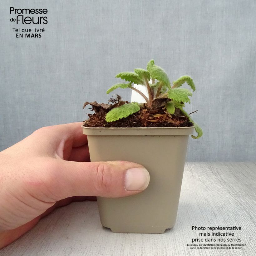Spécimen de Sauge sclarée - Salvia sclarea Vatican White Godet de 8/9cm tel que livré au printemps