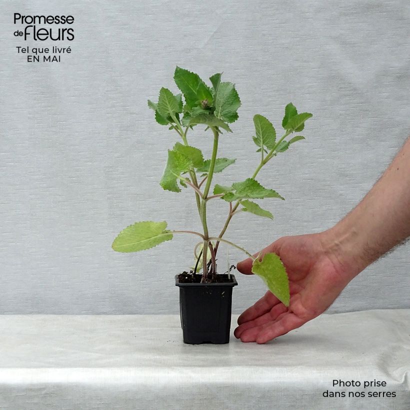Spécimen de Sauge verticillée - Salvia verticillata Endless Love Godet de 9cm tel que livré au printemps