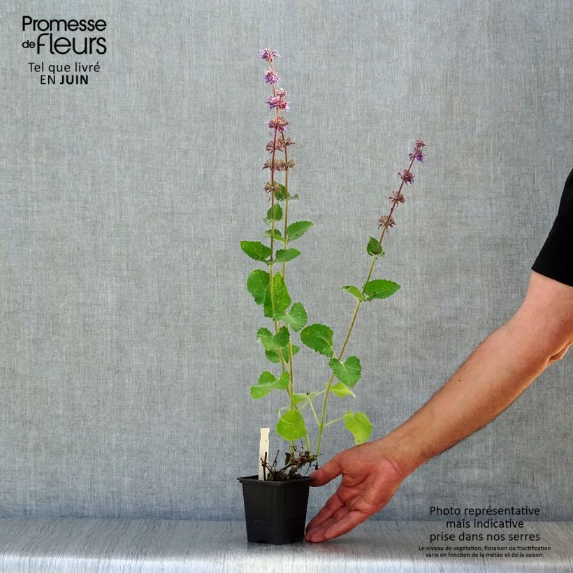 Spécimen de Sauge verticillée - Salvia verticillata Endless Love Godet de 8/9 cm tel que livré en été