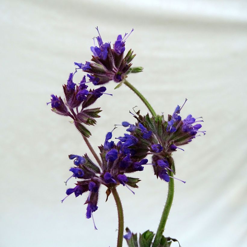 Sauge verticillée - Salvia verticillata Purple Rain (Floraison)