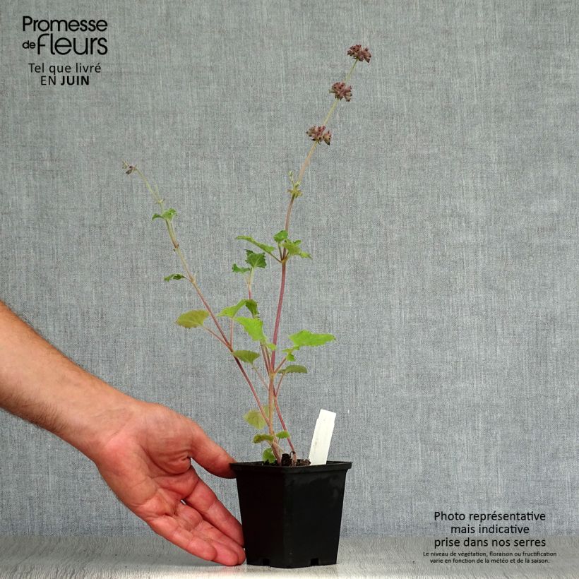 Spécimen de Sauge verticillée - Salvia verticillata Purple Rain Godet de 8/9 cm tel que livré en été