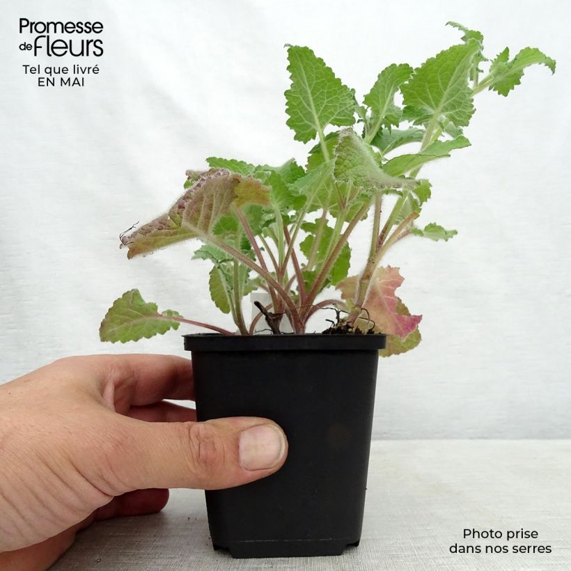 Spécimen de Sauge verticillée - Salvia verticillata Purple Rain Godet de 9cm tel que livré au printemps