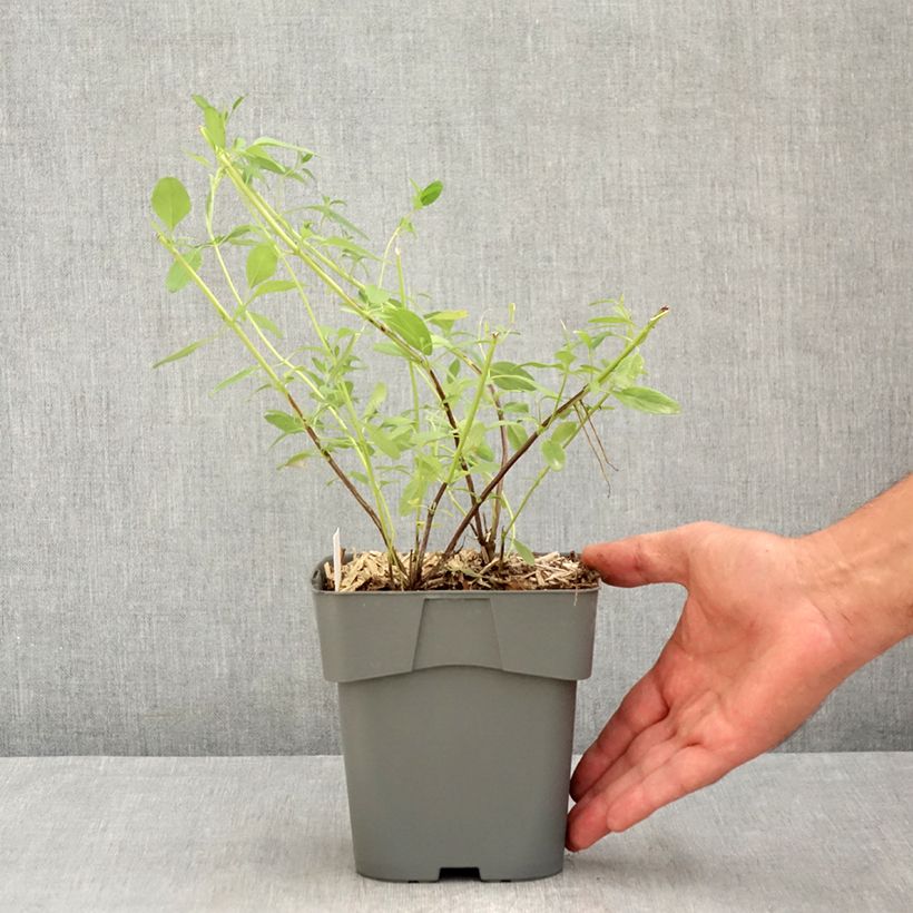 Spécimen de Sauge arbustive Amethyst Lips - Salvia greggii Pot de 2L/3L tel que livré en été
