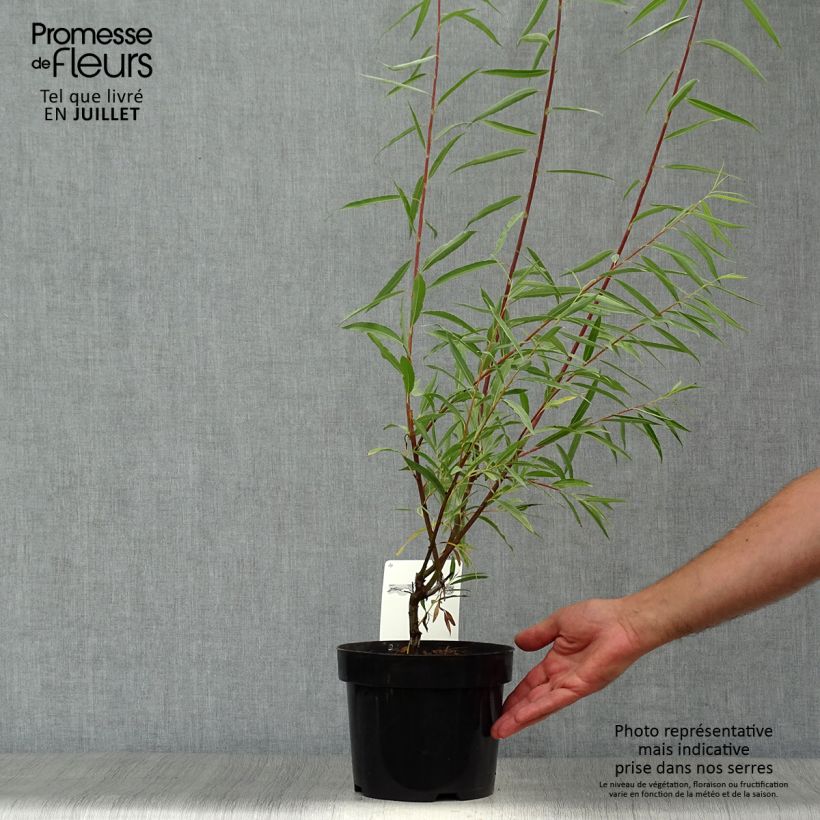 Spécimen de Saule - Salix acutifolia Blue Streak Pot de 3L/4L tel que livré en été