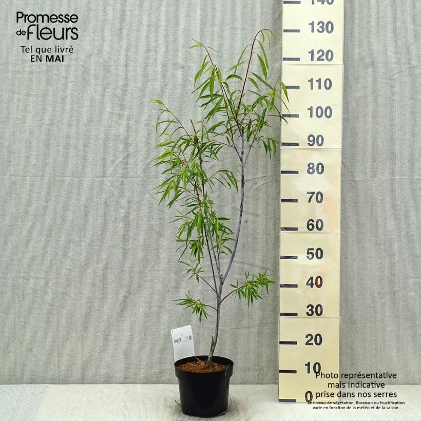Spécimen de Saule - Salix acutifolia Blue Streak en pot de 3/4L tel que livré au printemps