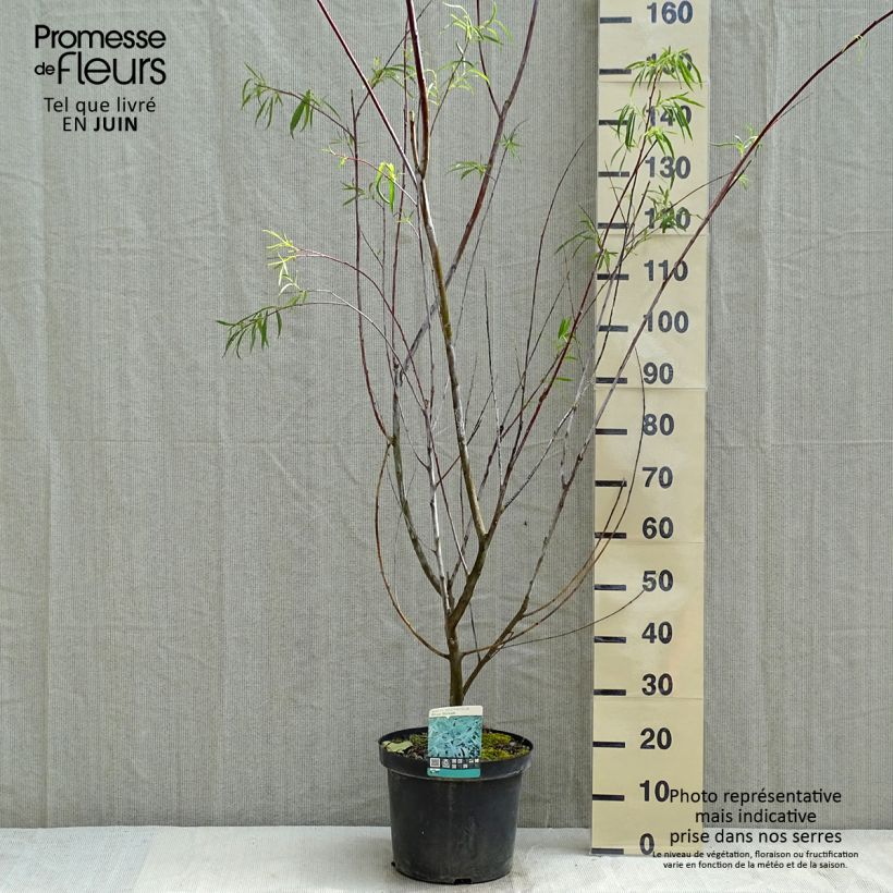 Spécimen de Saule - Salix acutifolia Blue Streak en pot de 7,5l/10l tel que livré au printemps