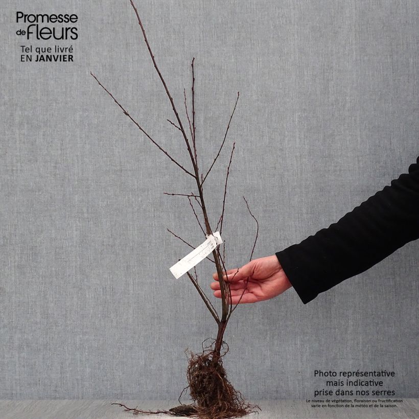 Spécimen de Saule à oreilles, Petit marsault - Salix aurita Racines nues tel que livré en hiver
