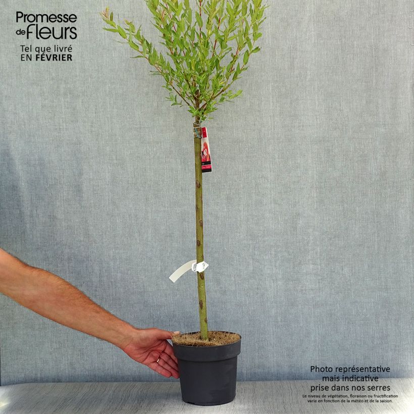 Spécimen de Saule crevette - Salix integra Flamingo Pot de 2L/3L, Greffé sur tige tel que livré en automne