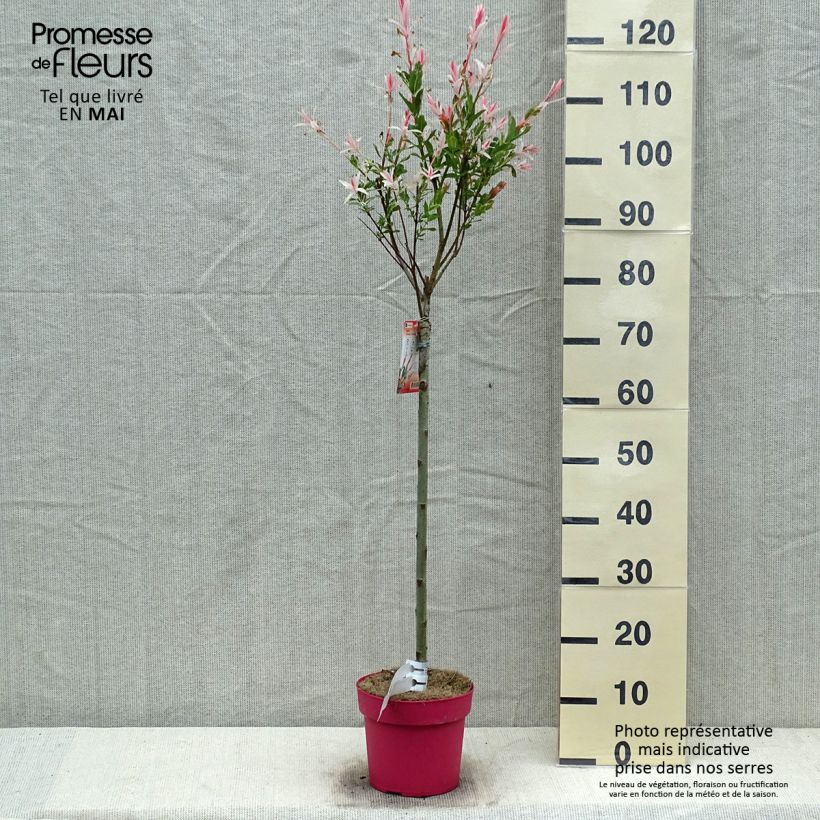 Spécimen de Saule crevette - Salix integra Flamingo sur tige en pot de 2L/3L tel que livré au printemps