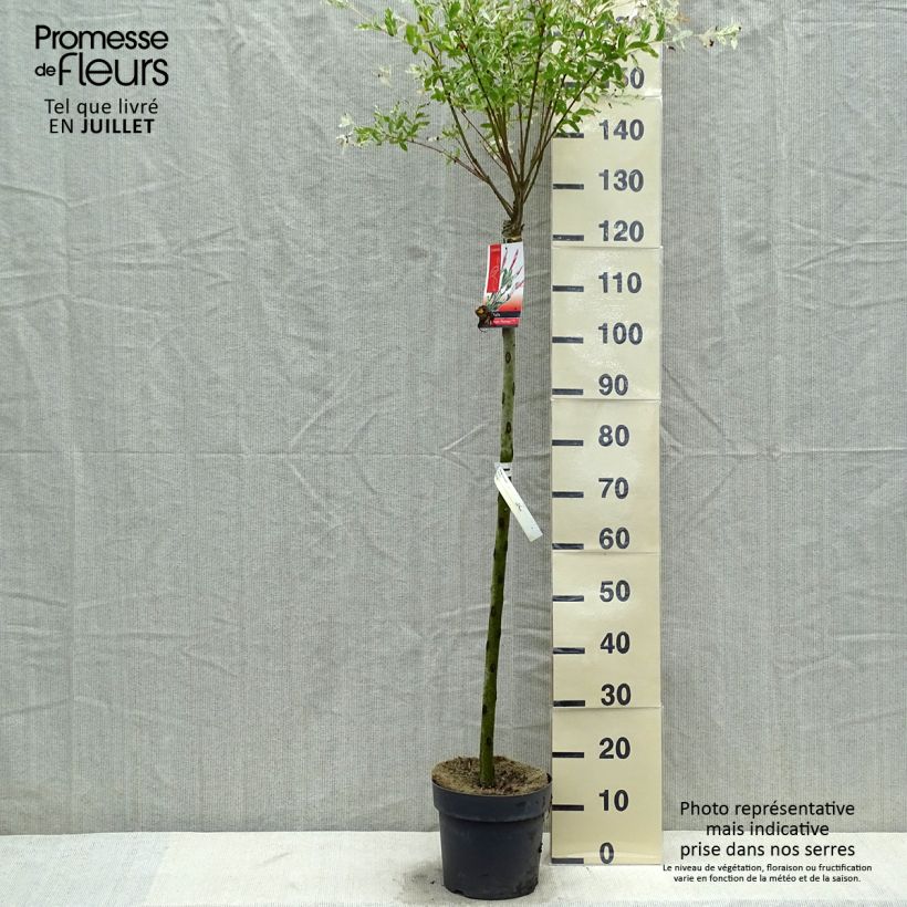 Spécimen de Saule crevette - Salix integra Flamingo Pot de 4L/5L, Greffé sur tige tel que livré en été