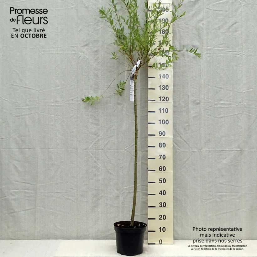 Spécimen de Saule crevette - Salix integra Hakuro Nishiki Pot de 7,5L/10L, Tige de 120 cm tel que livré en automne