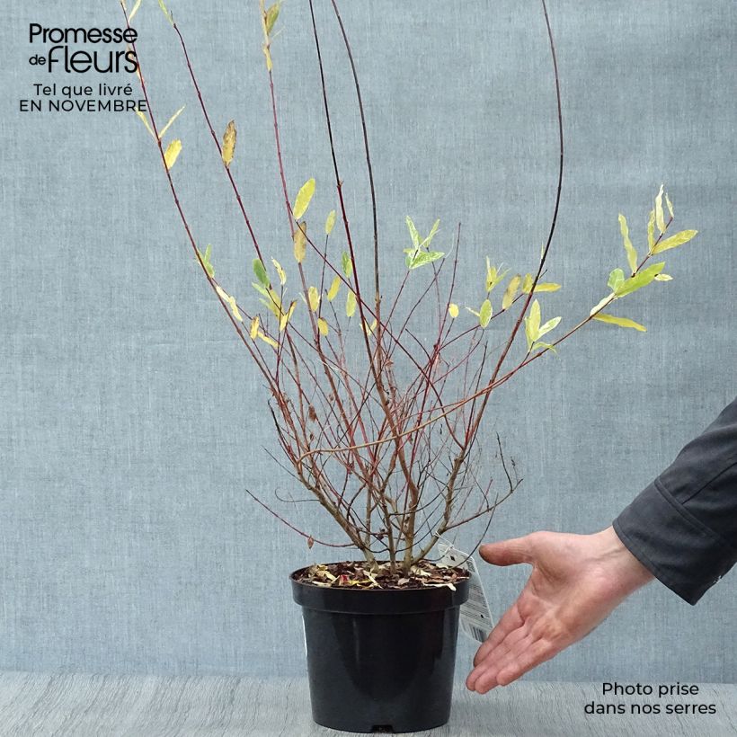 Spécimen de Saule crevette - Salix integra Hakuro Nishiki Pot de 2L/3L, Touffe tel que livré en automne