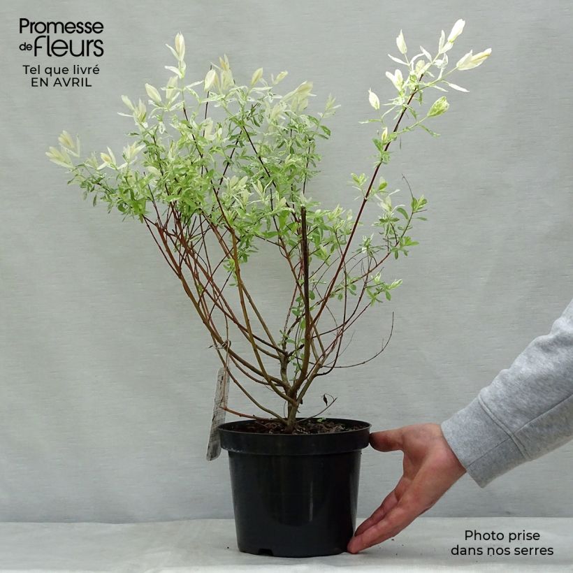 Spécimen de Saule crevette - Salix integra Hakuro Nishiki en pot de 2L/3L  tel que livré au printemps