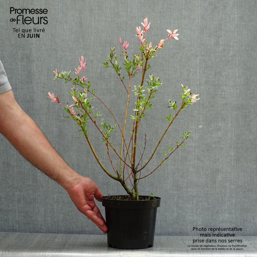 Spécimen de Saule crevette - Salix integra Hakuro Nishiki Pot de 2L/3L, Touffe tel que livré en été
