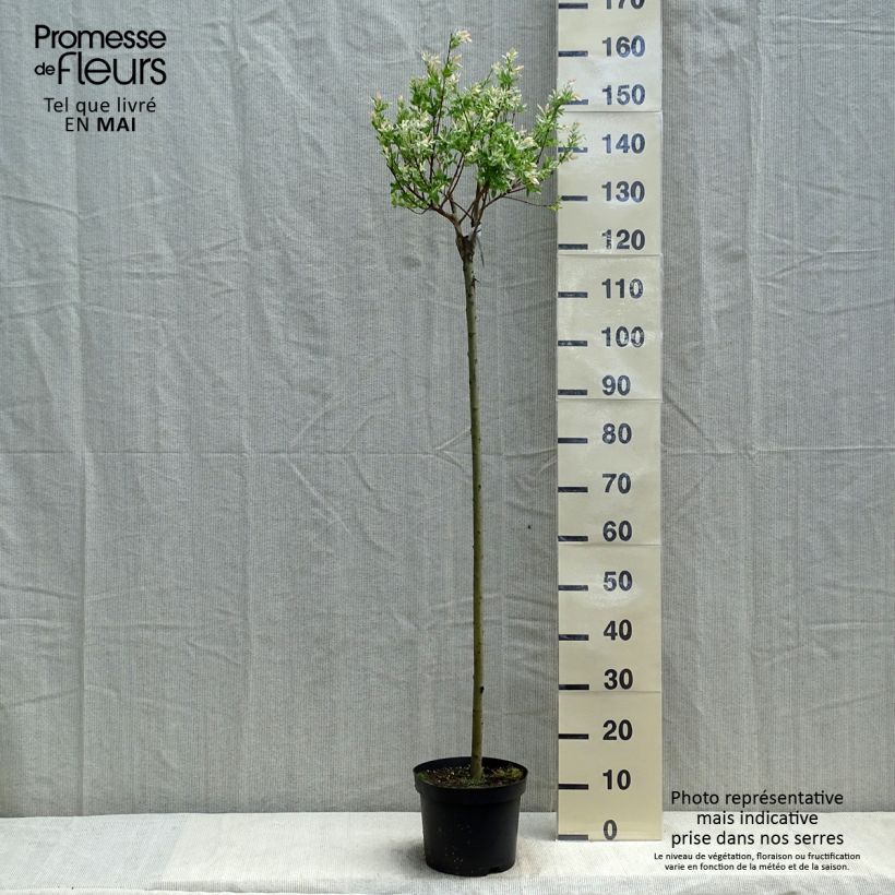 Spécimen de Saule crevette - Salix integra Hakuro Nishiki en pot de 5L sur tige tel que livré au printemps