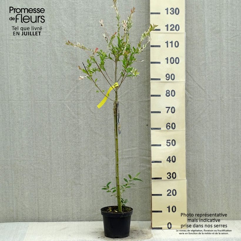 Spécimen de Saule crevette - Salix integra Hakuro Nishiki Pot de 2L/3L, Tige de 60 cm tel que livré en été