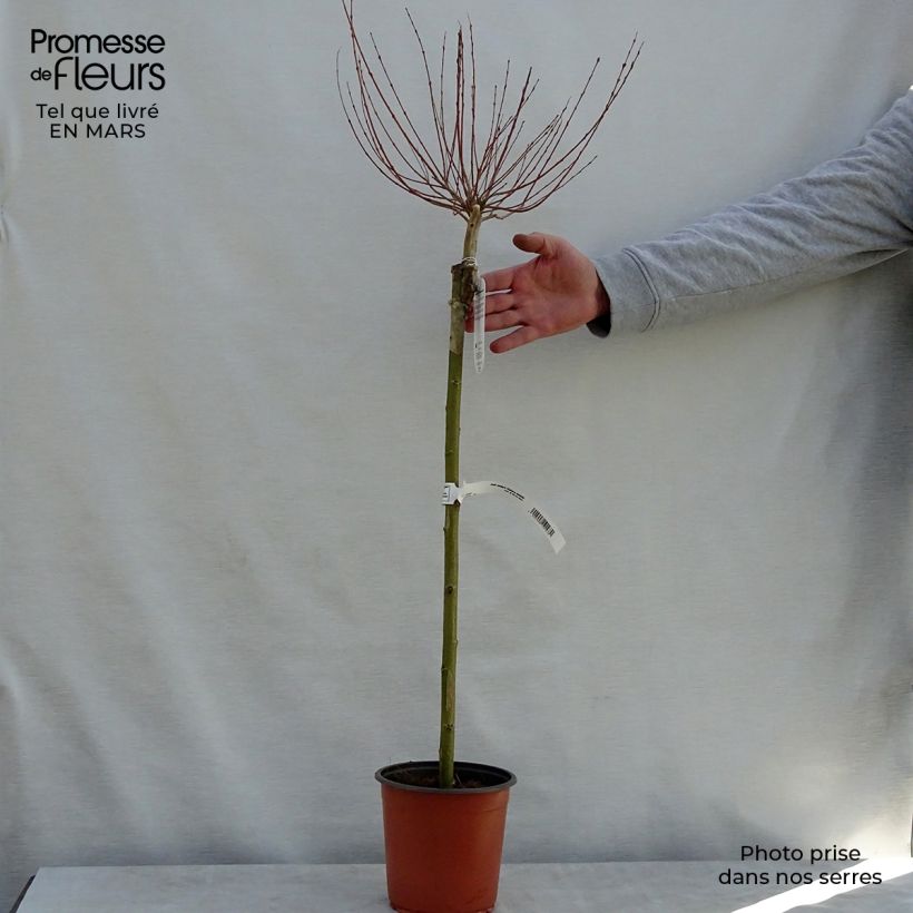 Spécimen de Saule crevette - Salix integra Hakuro Nishiki Pot de 2L/3L, Tige de 60 cmHauteur livrée env. 125/150cm tel que livré au printemps