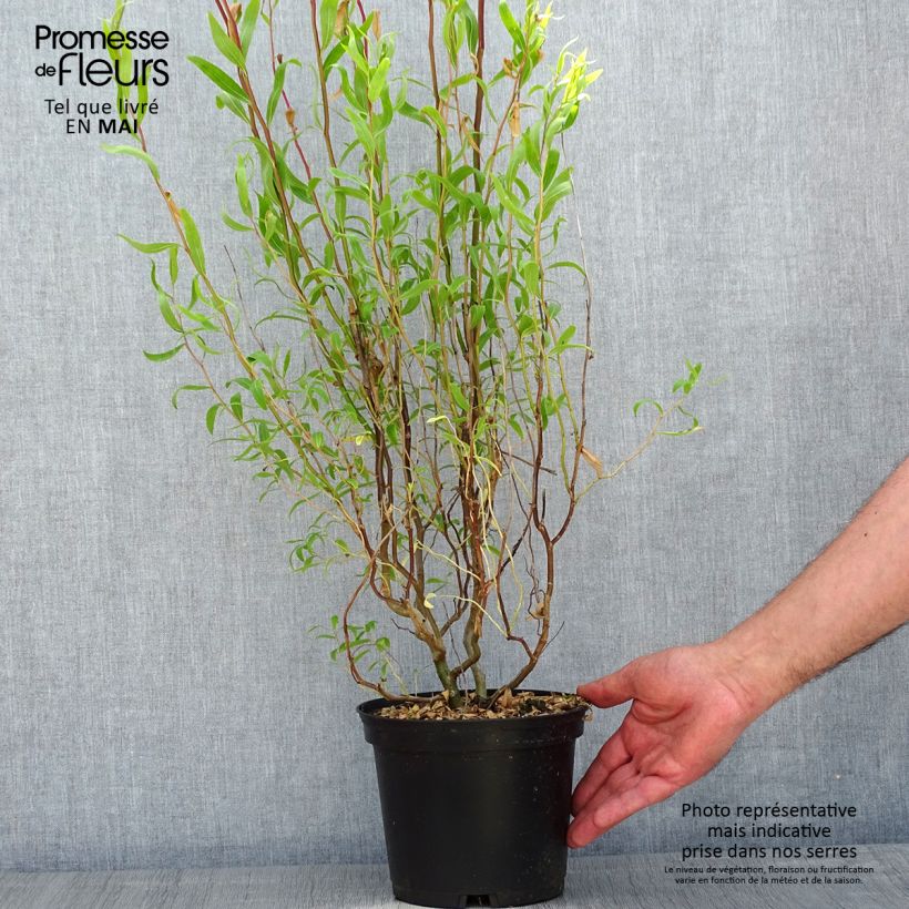 Spécimen de Saule de Pékin tortueux - Salix matsudana (babylonica) Tortuosa 30/40cm en pot de 2/3L tel que livré au printemps