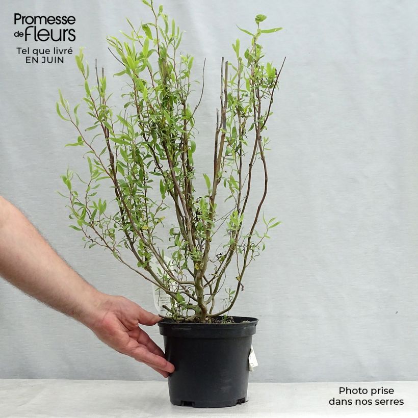 Spécimen de Saule de Pékin tortueux - Salix matsudana (babylonica) Tortuosa Pot de 2L/3L tel que livré en été