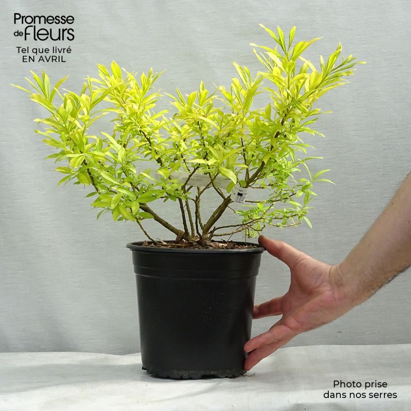 Spécimen de Saule doré -  Salix sachalinensis Golden Sunshine en pot de 4/5L tel que livré au printemps