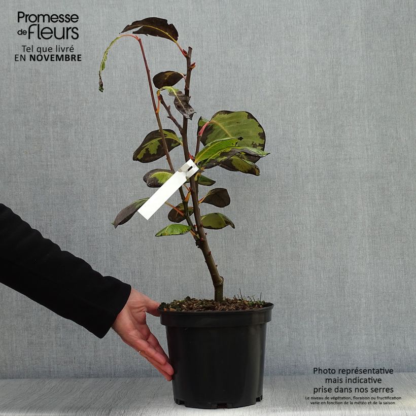 Spécimen de Saule magnifique - Salix magnifica Pot de 4L/5L tel que livré en automne