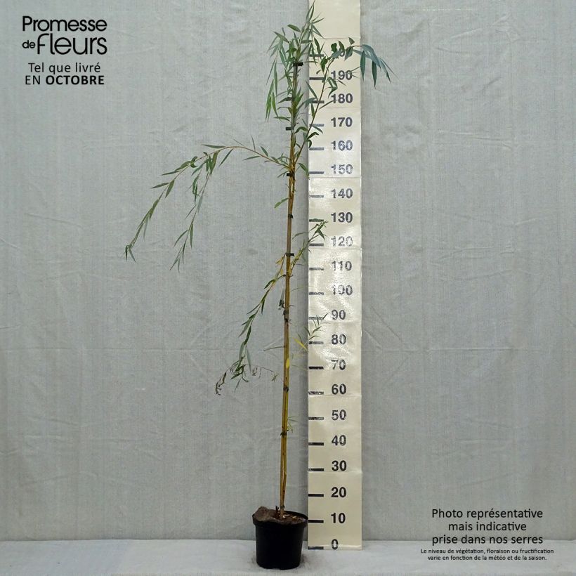 Spécimen de Saule pleureur - Salix alba Tristis Pot de 4L/5L tel que livré en automne