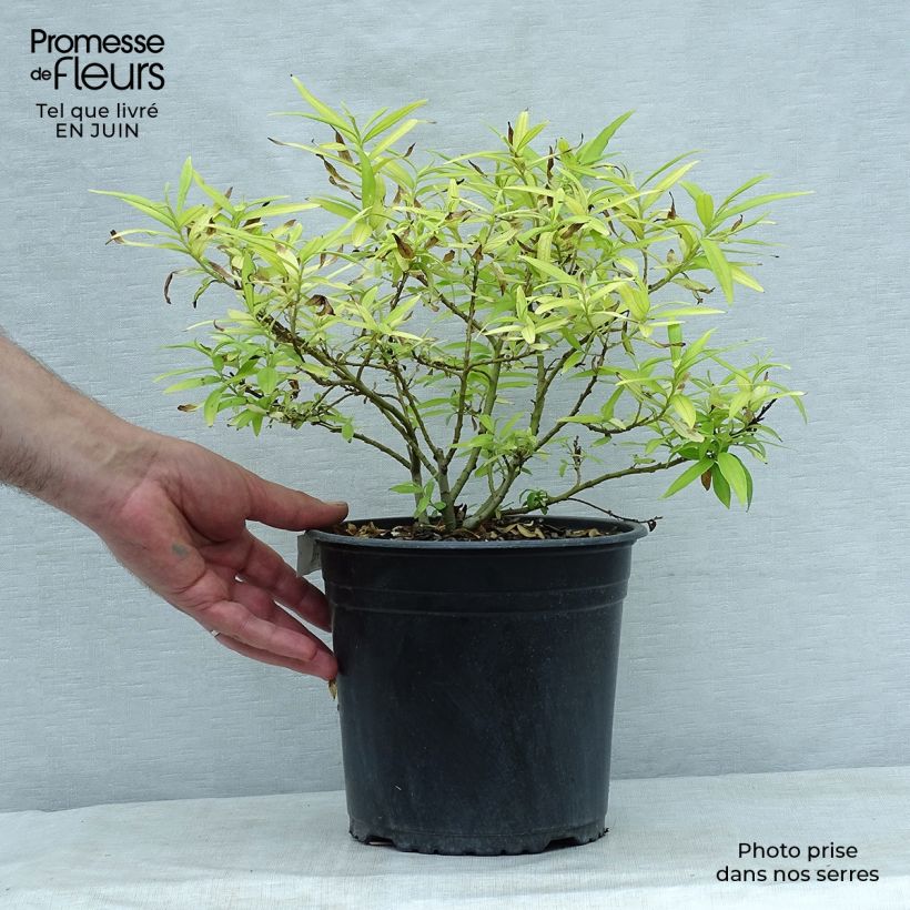 Example of Saule doré -  Salix sachalinensis Golden Sunshine as you get in ete