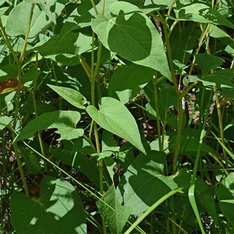 Saururus cernuus - Saurure inclinée (Feuillage)