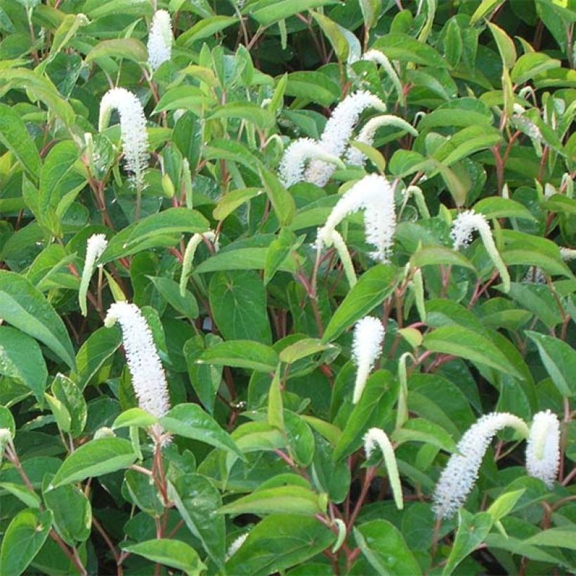 Saururus cernuus - Saurure inclinée (Floraison)