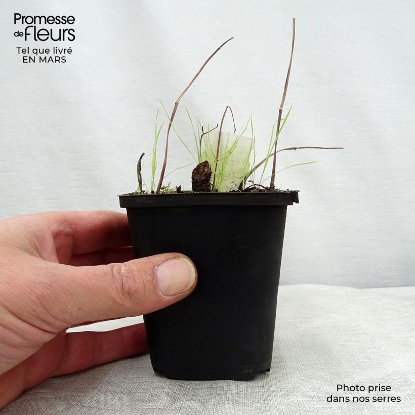 Spécimen de Saururus cernuus - Saurure inclinée Godet de 9cm tel que livré au printemps