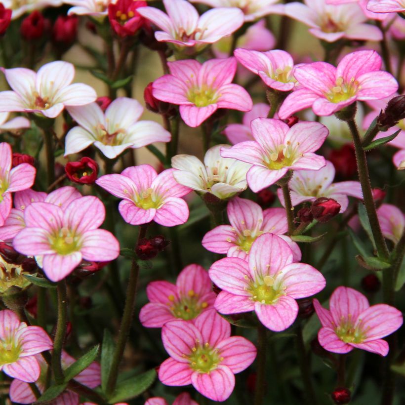 Saxifraga Irish - Saxifrage mousse (Floraison)