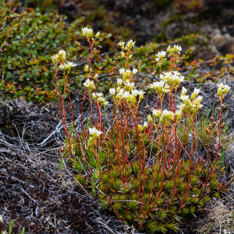 Saxifraga Irish - Saxifrage mousse (Port)