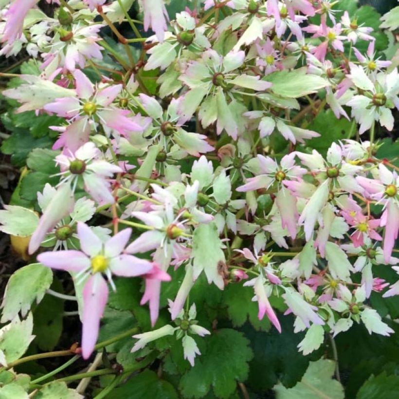 Saxifraga OPERA Lakmé - Saxifrage (Floraison)