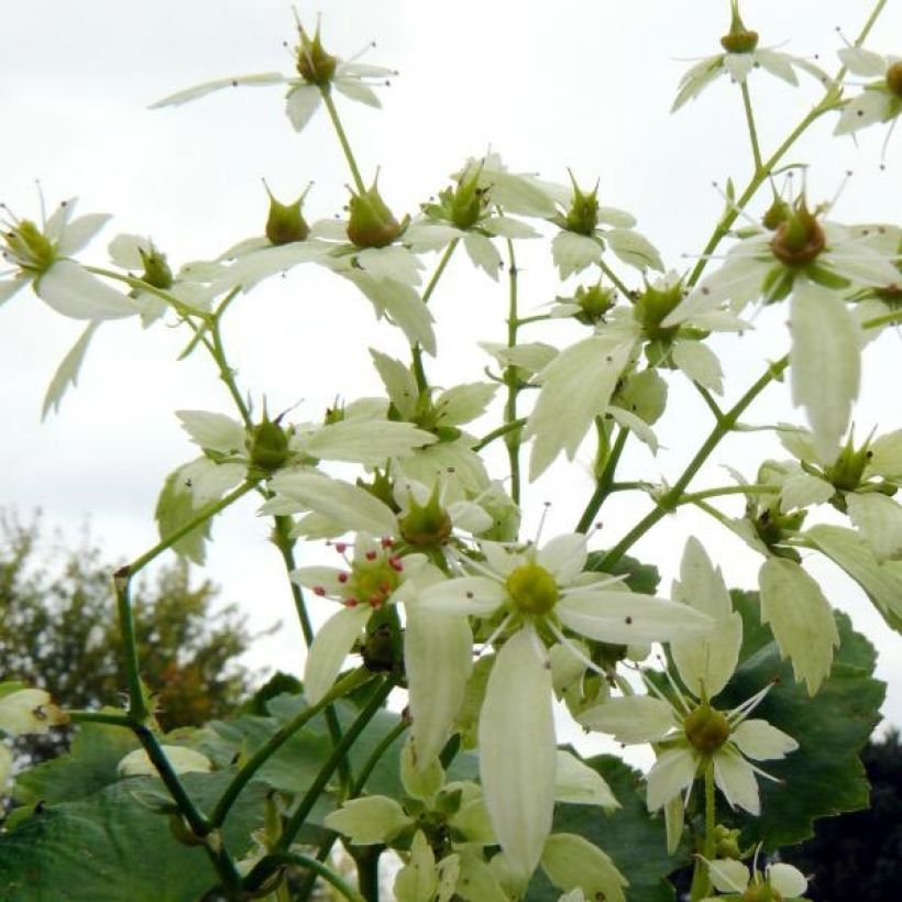 Saxifraga OPERA Orpheus - Saxifrage (Floraison)
