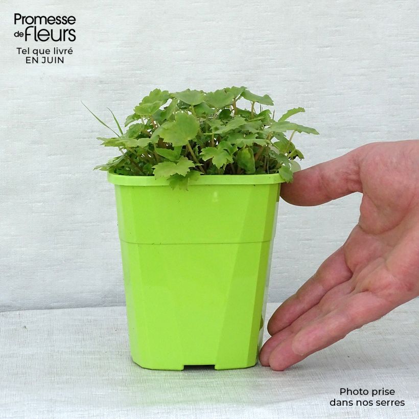 Spécimen de Saxifraga OPERA Orpheus - Saxifrage Pot de 1L/1,5L tel que livré en été