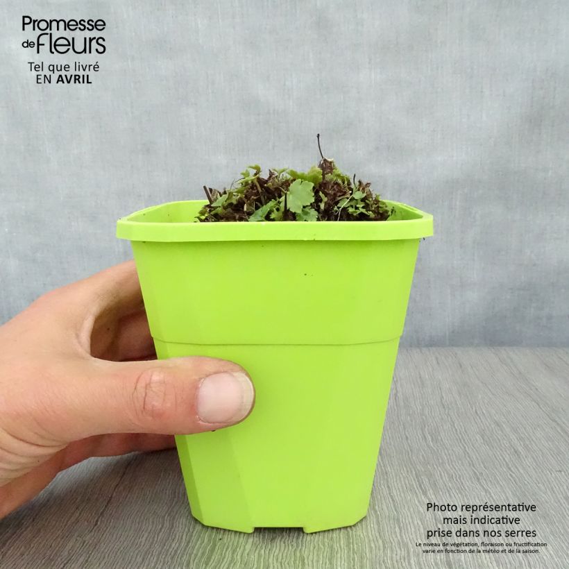 Spécimen de Saxifraga OPERA Orpheus - Saxifrage Pot de 1,5L tel que livré au printemps