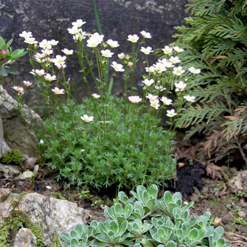 Saxifraga arendsii Adebar - Saxifrage mousse (Floraison)