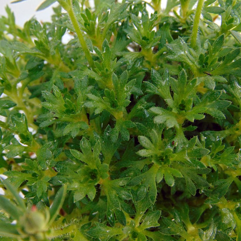 Saxifraga arendsii Adebar - Saxifrage mousse (Feuillage)