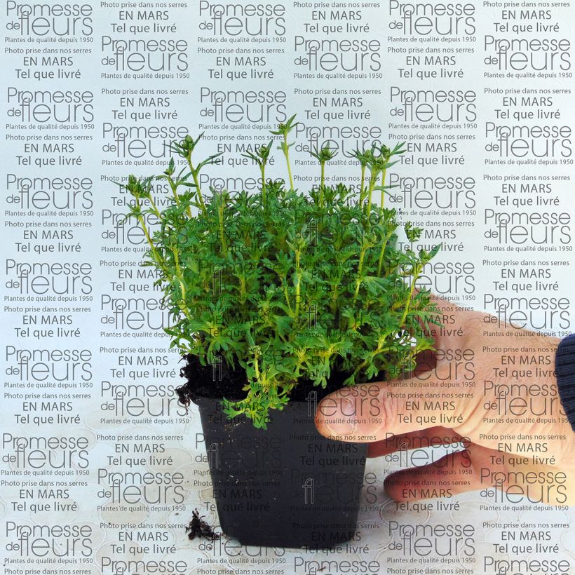 Exemple de spécimen de Saxifraga arendsii Adebar - Saxifrage mousse Godet de 9cm tel que livré