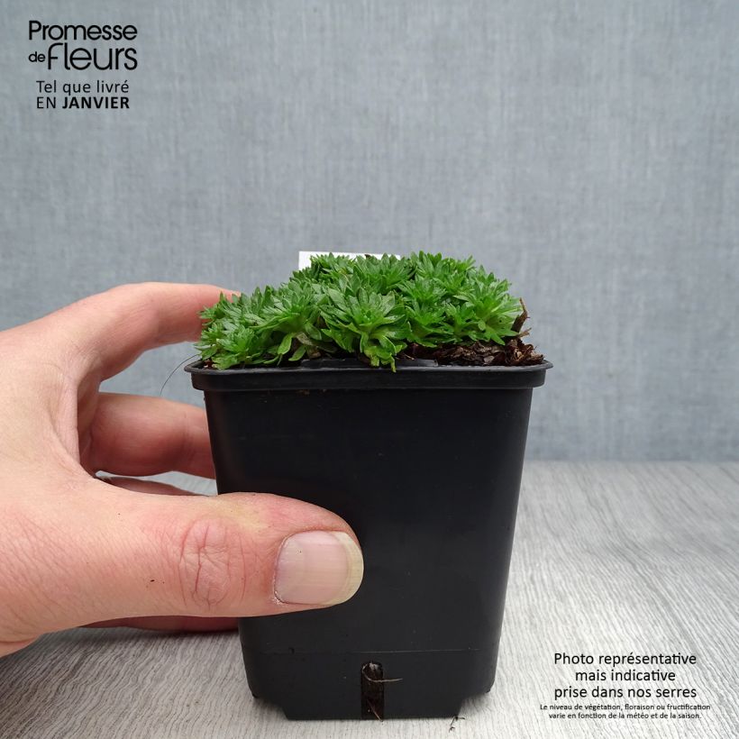 Spécimen de Saxifraga arendsii Compactum (Stransfieldii) - Saxifrage mousse tel que livré en hiver