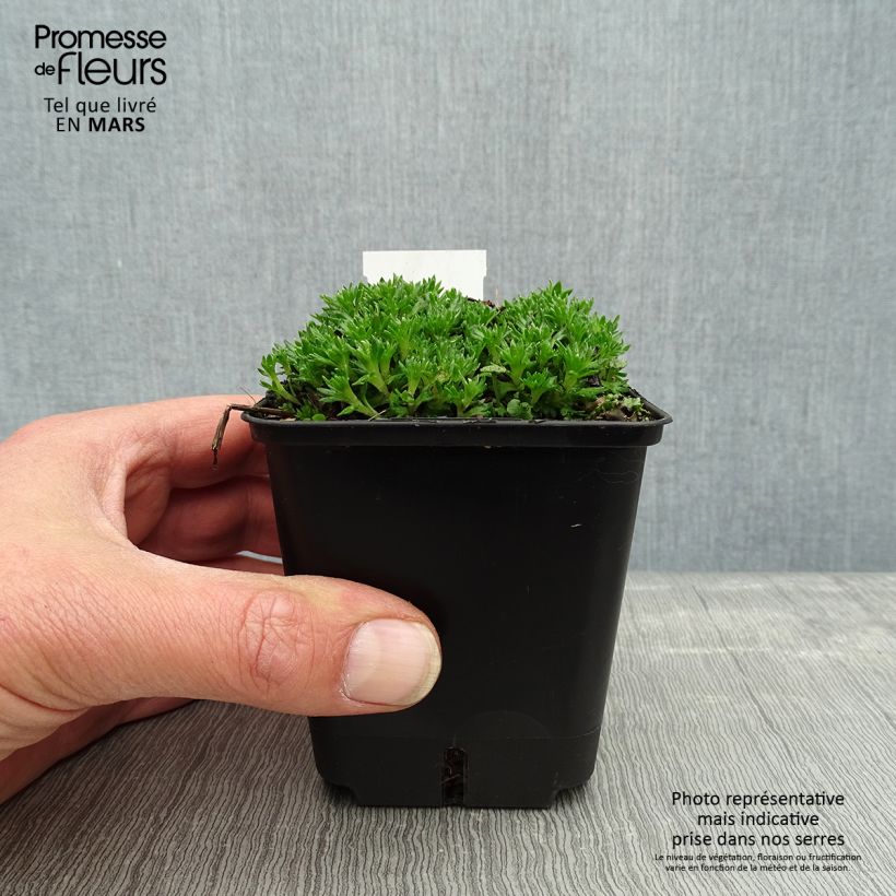 Spécimen de Saxifraga arendsii Compactum (Stransfieldii) - Saxifrage mousse Godet de 8/9cm tel que livré au printemps