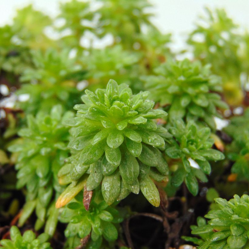 Saxifraga arendsii Peter Pan - Saxifrage mousse (Feuillage)