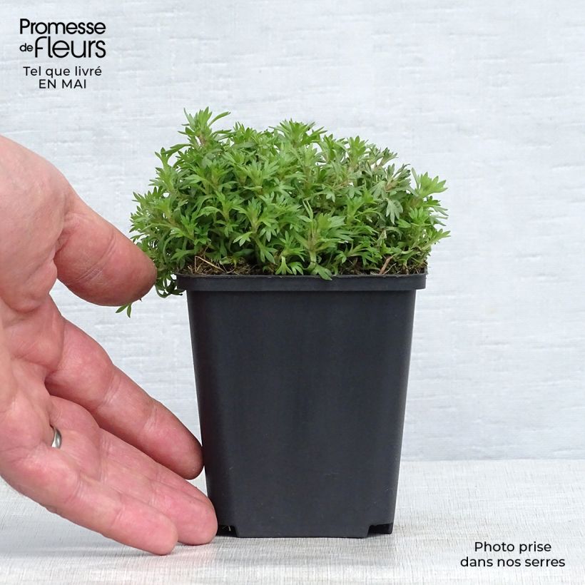 Spécimen de Saxifraga arendsii Peter Pan - Saxifrage mousse Godet de 9cm tel que livré au printemps