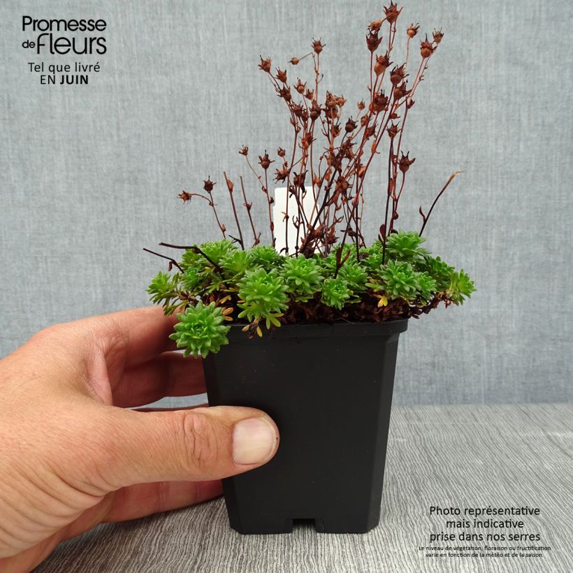 Spécimen de Saxifraga arendsii Peter Pan - Saxifrage mousse Godet de 8/9 cm tel que livré en été