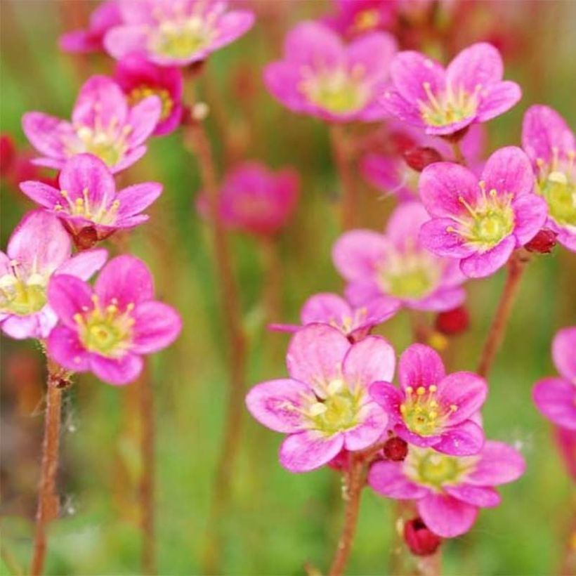 Saxifraga arendsii Purpurteppich - Saxifrage mousse (Floraison)