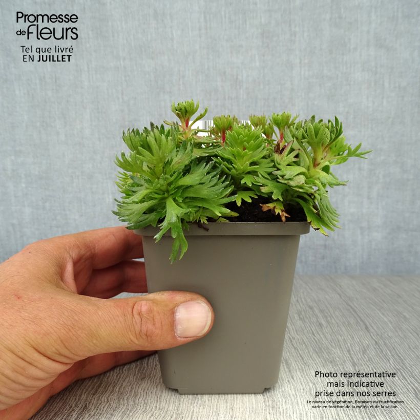 Spécimen de Saxifraga arendsii Purpurteppich - Saxifrage mousse tel que livré en ete