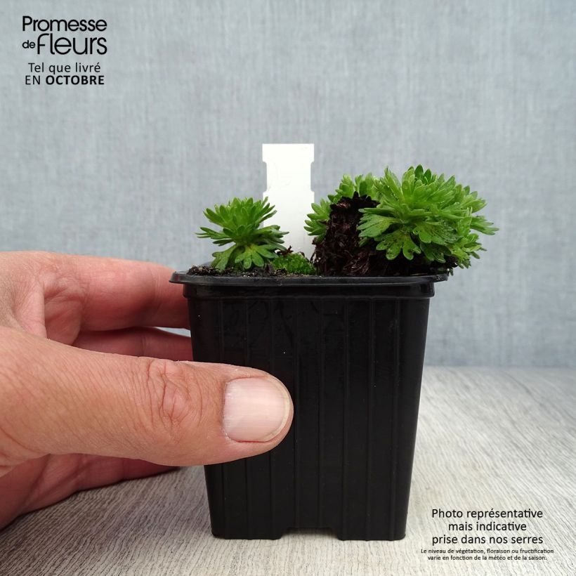 Spécimen de Saxifraga arendsii Ware's Crimson - Saxifrage mousse Godet de 8/9 cm tel que livré en automne