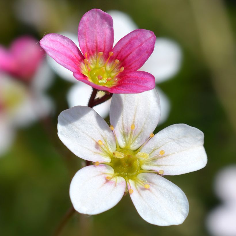 Saxifraga arendsii Ware's Crimson - Saxifrage mousse (Floraison)